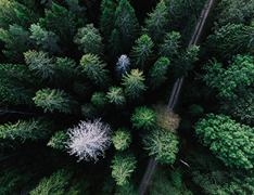 aerial view of forest road