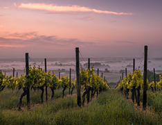 vineyard at sunset