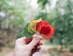 hand holding autumn leaves in gradient pattern