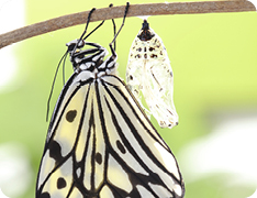 butterfly hanging from a twig next to its cocoon