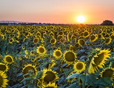 field of sunflowers at sunset