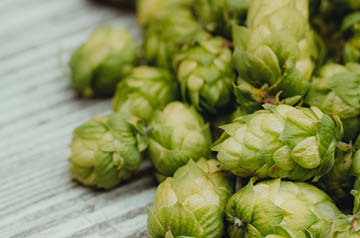 fresh hops