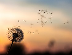 A dandelion blowing in the wind
