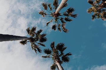 looking up at blue sky through palm trees