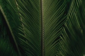 Extreme close-up on palm leaves in blue-green tones